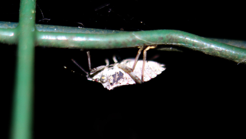 Halyomorpha halys