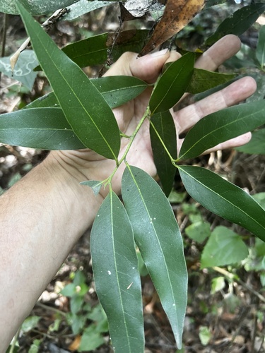 Oleander Scale photo 5