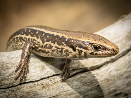 Eastern speckled skink, Oligosoma auroraense