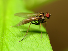 Chrysotus spectabilis