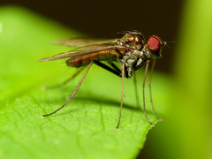 Chrysotus spectabilis