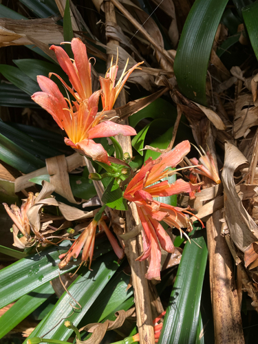 Natal Lily (Clivia miniata)