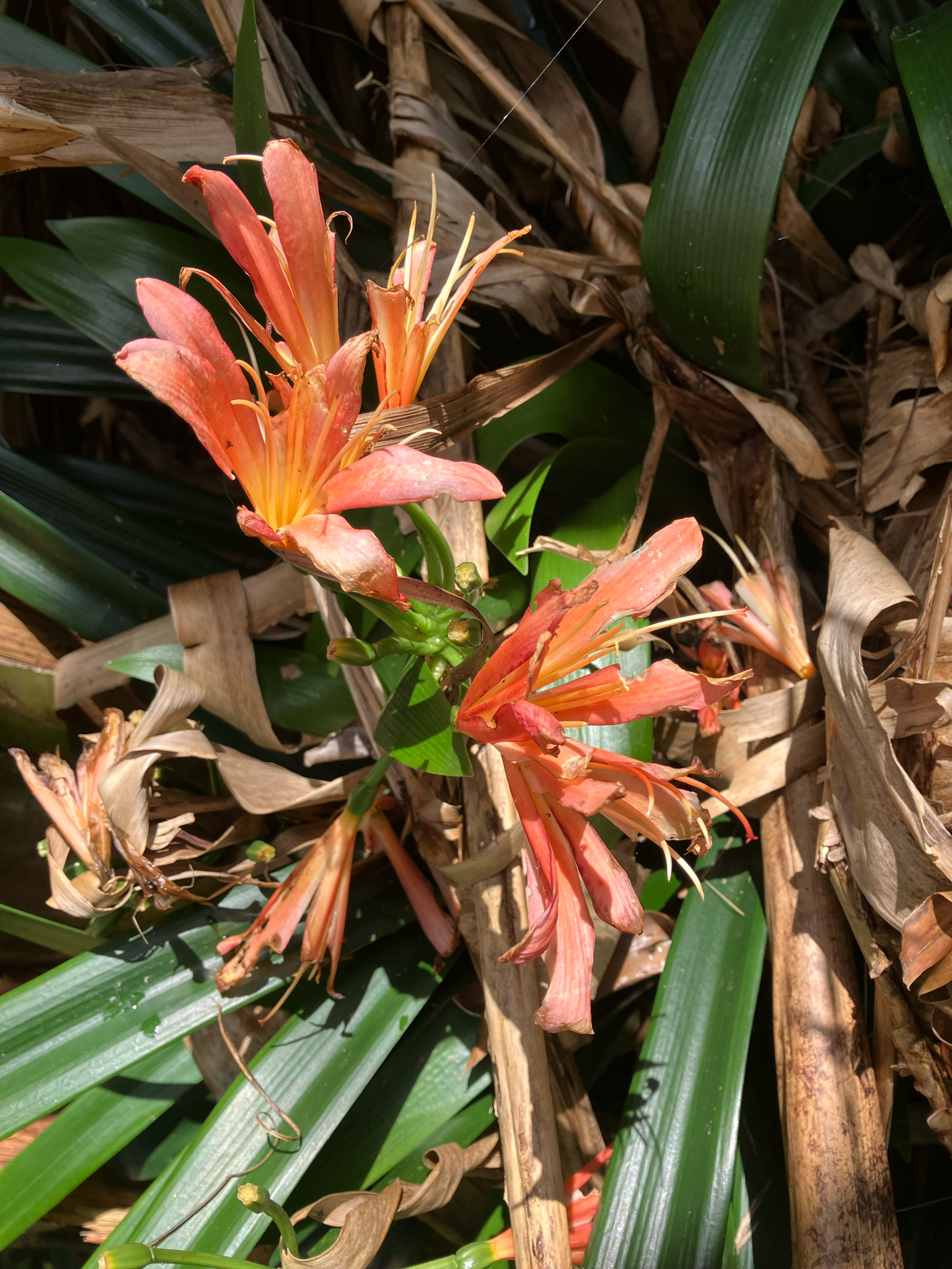 Natal Lily (Clivia miniata)