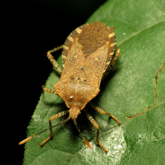 Anasa repetita