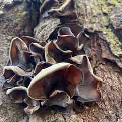 Auricularia