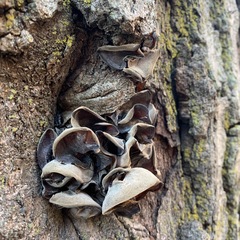 Auricularia