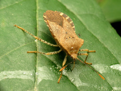 Anasa repetita