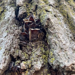 Auricularia