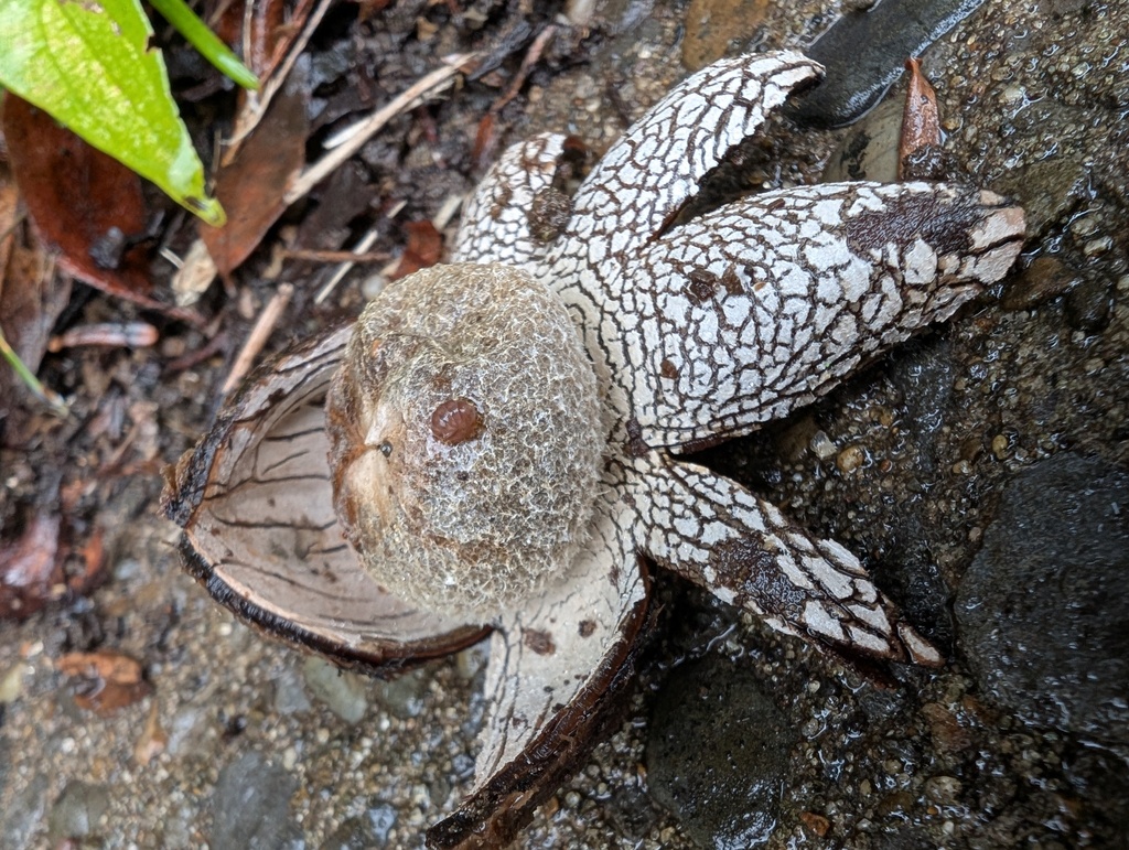 Astraeus hygrometricus · October 2025 · photo: © atsushi_nakajima_cirque (iNaturalist, cc-by)