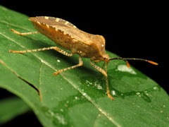 Anasa repetita