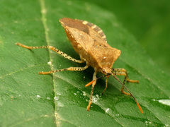 Anasa repetita