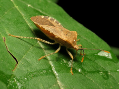 Anasa repetita