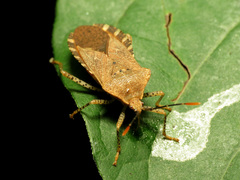 Anasa repetita
