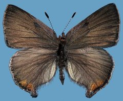 Callophrys augustinus concava