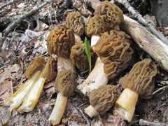 Verpa bohemica