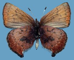 Callophrys augustinus concava