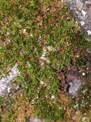 Dichodontium pellucidum