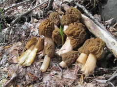 Verpa bohemica