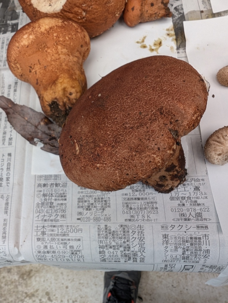 Calvatia craniiformis · October 2025 · photo: © atsushi_nakajima_cirque (iNaturalist, cc-by)