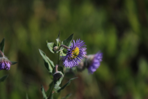 Three-nerve Fleabane (Erigeron subtrinervis)