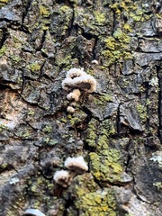 Schizophyllum commune
