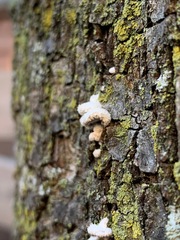 Schizophyllum commune