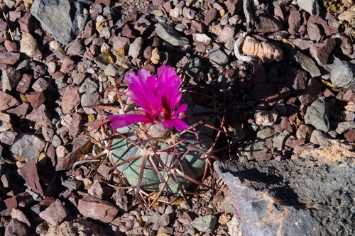 Echinocactus horizonthalonius