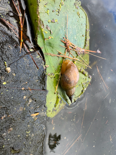 Lymnaea jugularis