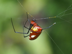 Argyrodes flavescens
