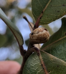 Allokermes cueroensis