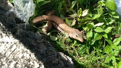 Pholidoscelis chrysolaemus