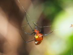 Argyrodes flavescens