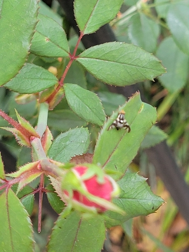 Apple Maggot photo 2