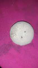 Penicillium italicum