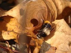 Eristalis oestracea
