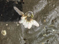 Eudistoma elongatum