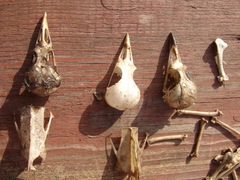 Turdus pilaris