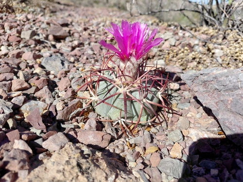 Echinocactus horizonthalonius
