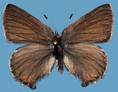 Callophrys augustinus concava