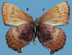 Callophrys augustinus concava