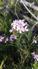 Stenotis peninsularis