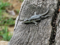 Tropidurus torquatus