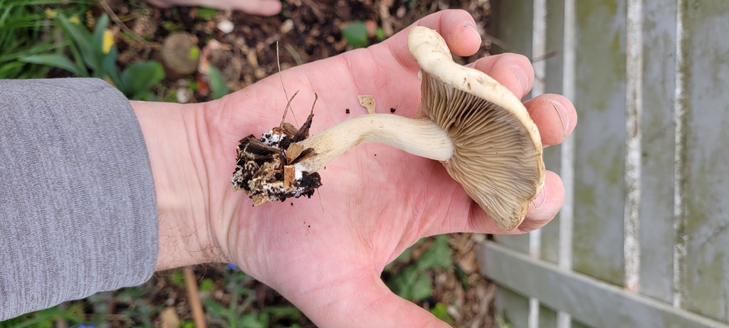 Agrocybe putaminum · October 2025 · photo: © eyrezer (iNaturalist, cc-by)