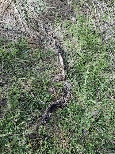 Red-bellied Black Snake sighting