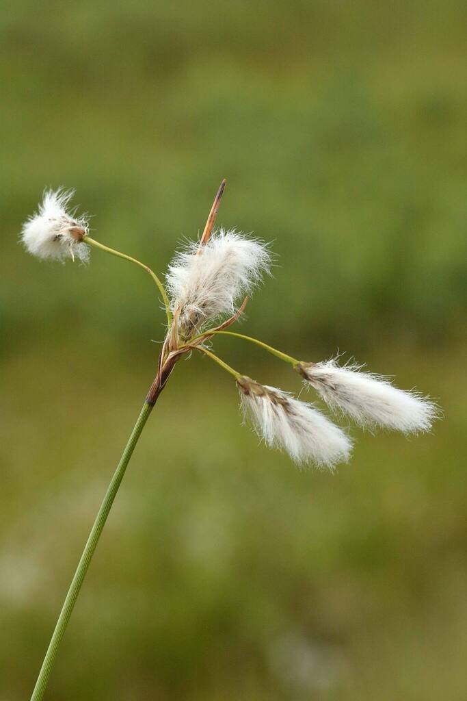 Common cottongrass