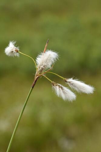 Eriophorum angustifolium Honck.