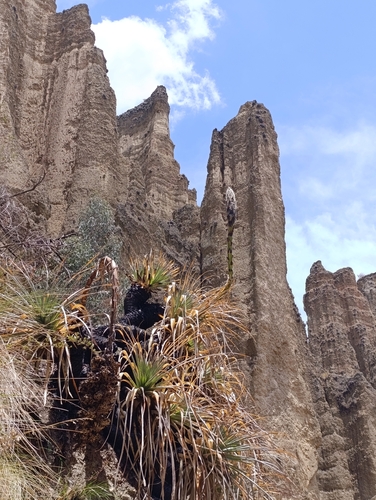 Puya herzogii, photograph 2