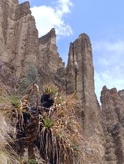 (c) Briza Gigasi, some rights reserved (CC BY) Puya herzogii, photograph (c) Briza Gigasi, some rights reserved (CC BY)