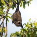 Black-eared Flying Fox - Photo (c) Welbergen, some rights reserved (CC BY-SA)