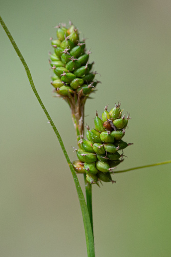 fuzzy wuzzy sedge (Carex hirsutella)